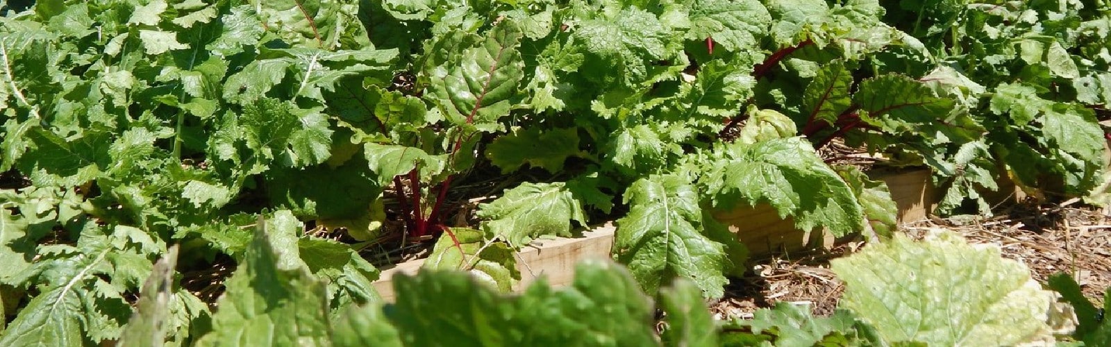 Reflection on a Summer Urban Farming Internship in Cape Town