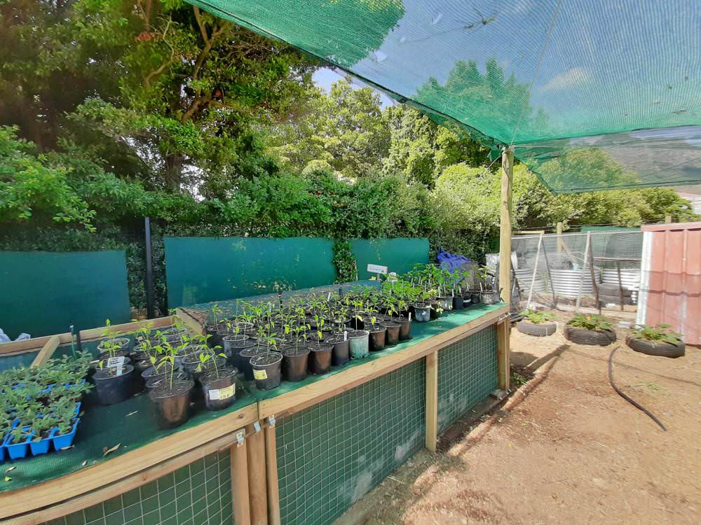 Jullia Annemiek Urban Harvest Cape Town South Africa Isikhokelo Primary School
