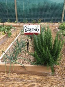 Urban Harvest Rosemary