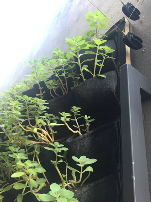 Urban Farming internship vertical garden