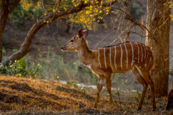 Conservation and Photography Internship