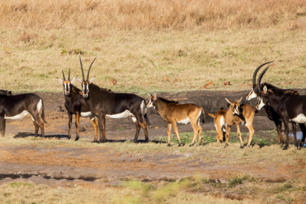 Wildlife Research Internship