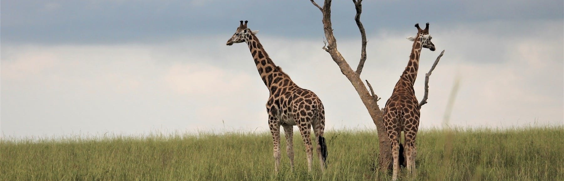 What to expect from a wildlife internship in Africa