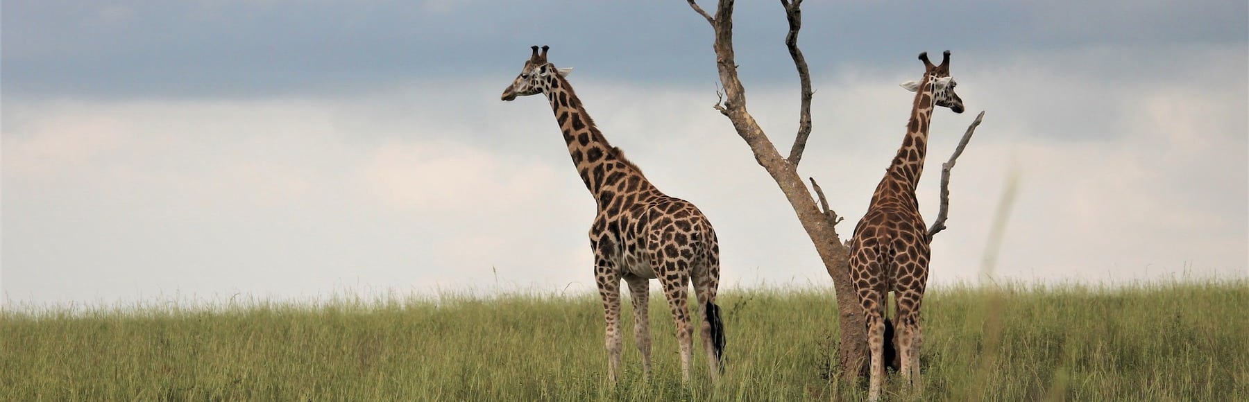 What to expect from a wildlife research internship in Africa