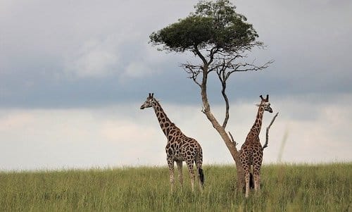internships in Uganda