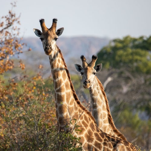 Wildlife conservation internships Africa