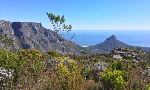 Table Moutain-Lions Head