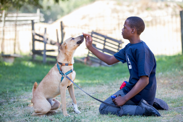 dog charity internship