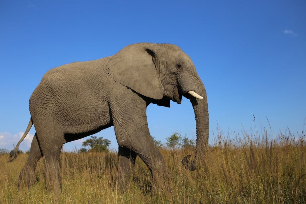 elephant Zambia