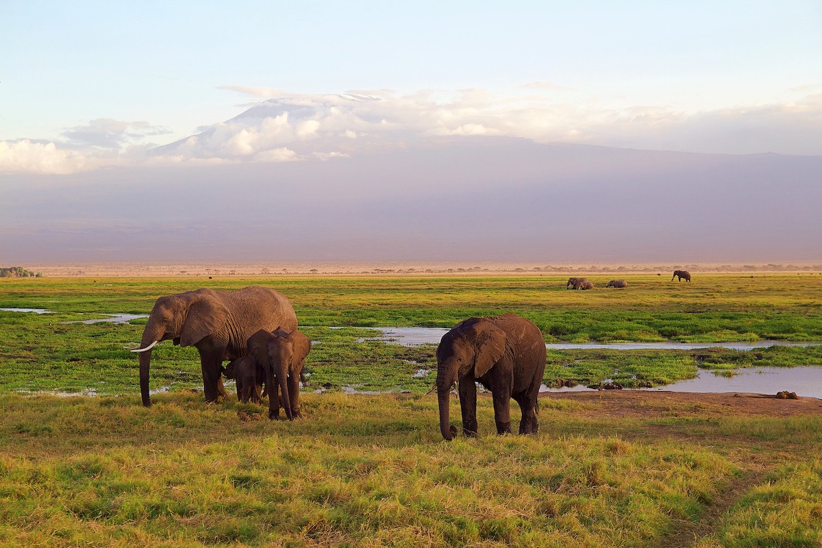 elephants Kenya