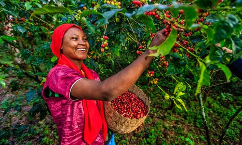 OKO Forests internships
