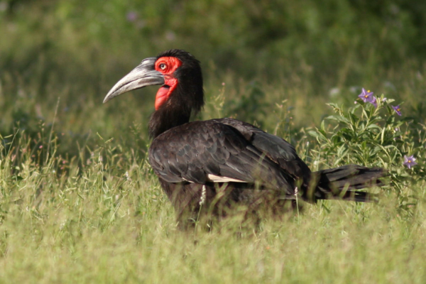 Bird Research & Conservation Internship