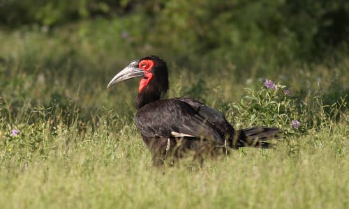 Bird Research & Conservation Internship