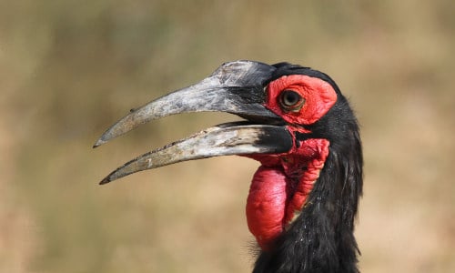 Mabula Ground Hornbill Project