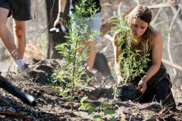 Forest Management Internship_feature