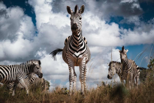 Wildlife Conservation Photography Workshop