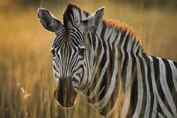 Wildlife Conservation Photography Workshop