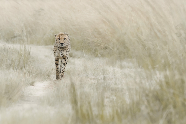 Wildlife Conservation Photography Workshop
