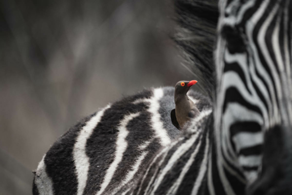 Wildlife Conservation Photography Workshop