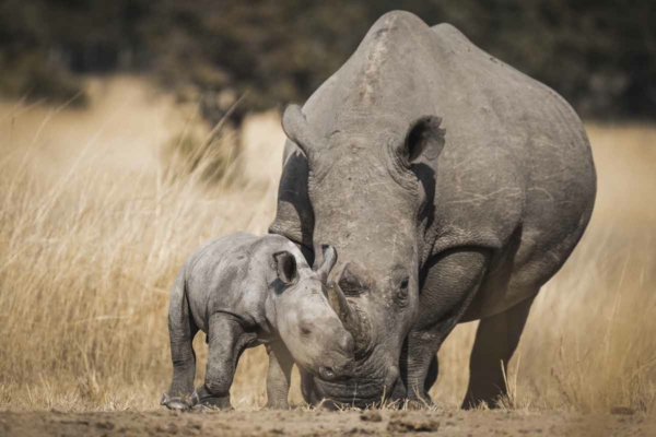 Wildlife Conservation Photography Workshop