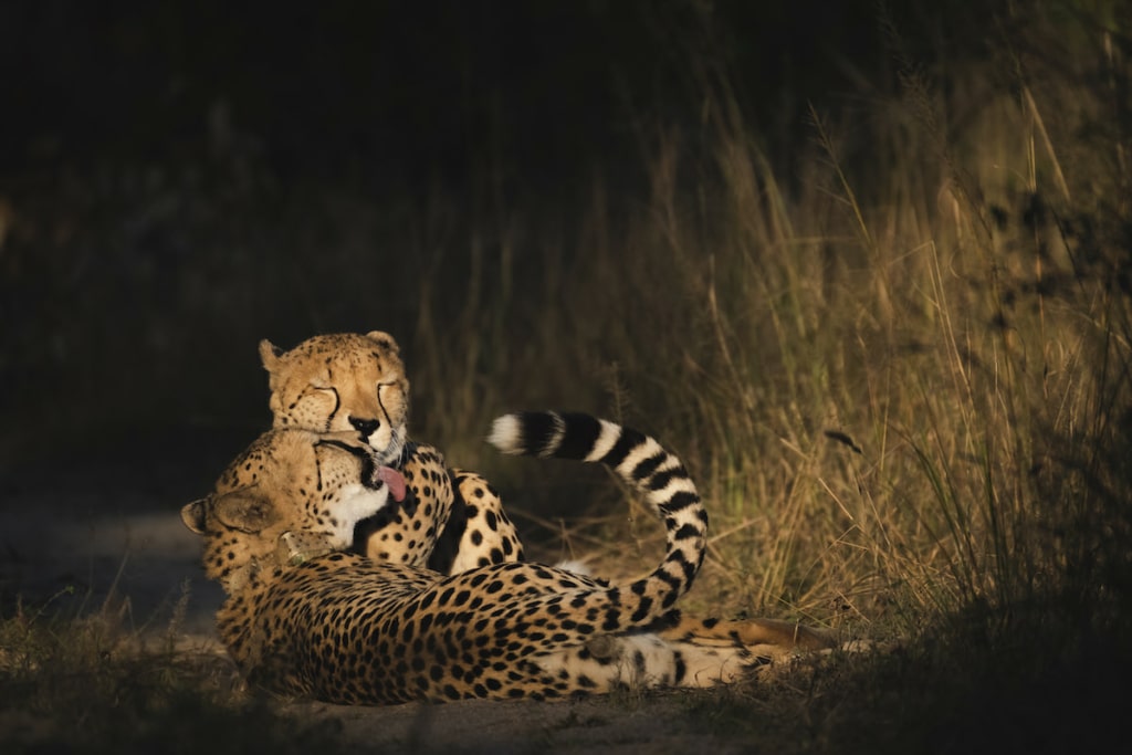 Wildlife Conservation Photography Workshop