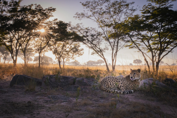 Wildlife Conservation Photography Workshop