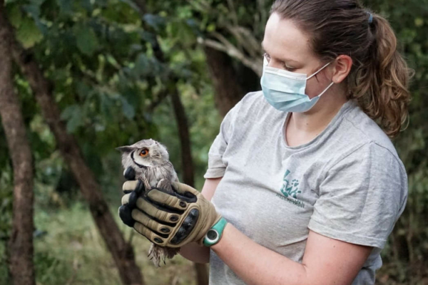 Wildlife Veterinary Internship