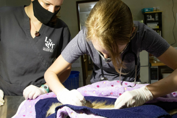 Wildlife Veterinary Internship