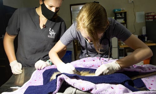 Wildlife Veterinary Internship