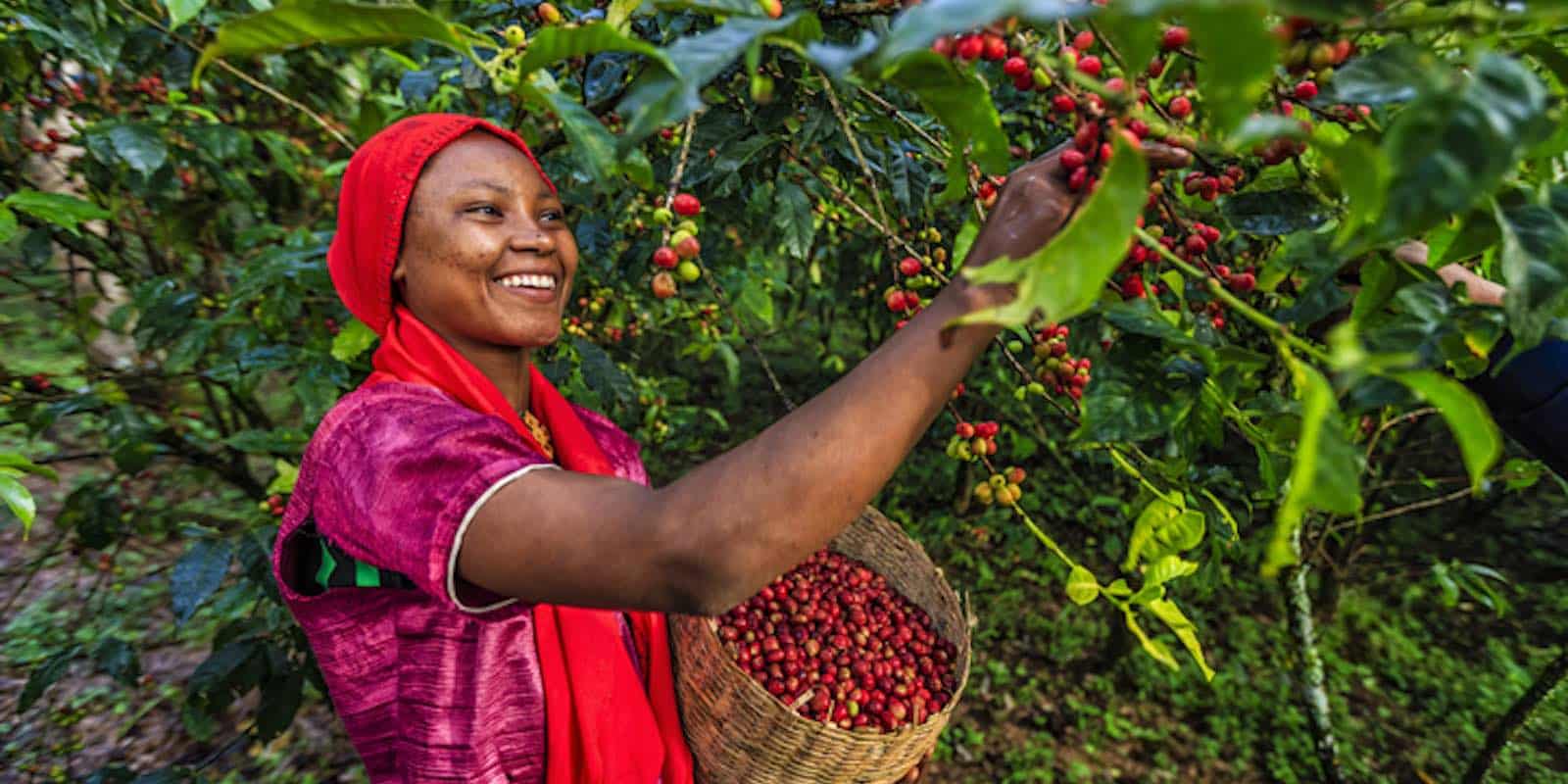 local woman in Ghana picking fruit from the tree
