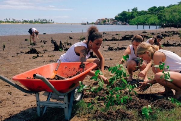 mangrove research interns in brazil working together to plant trees