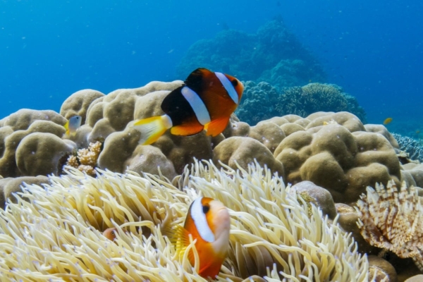 a clown fish swims over a coral reef