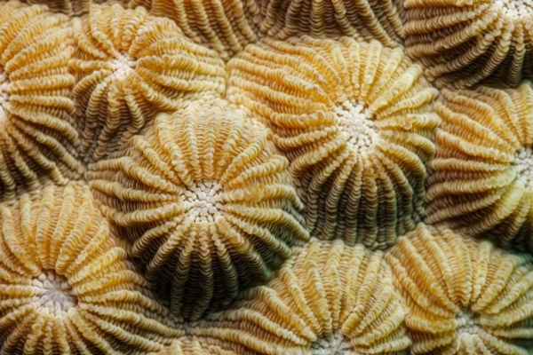 a close up of a bunch of corals