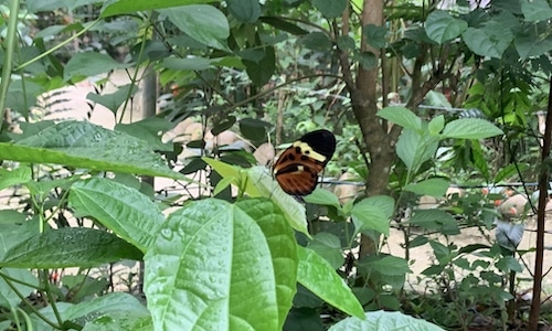 butterfly on a leaf