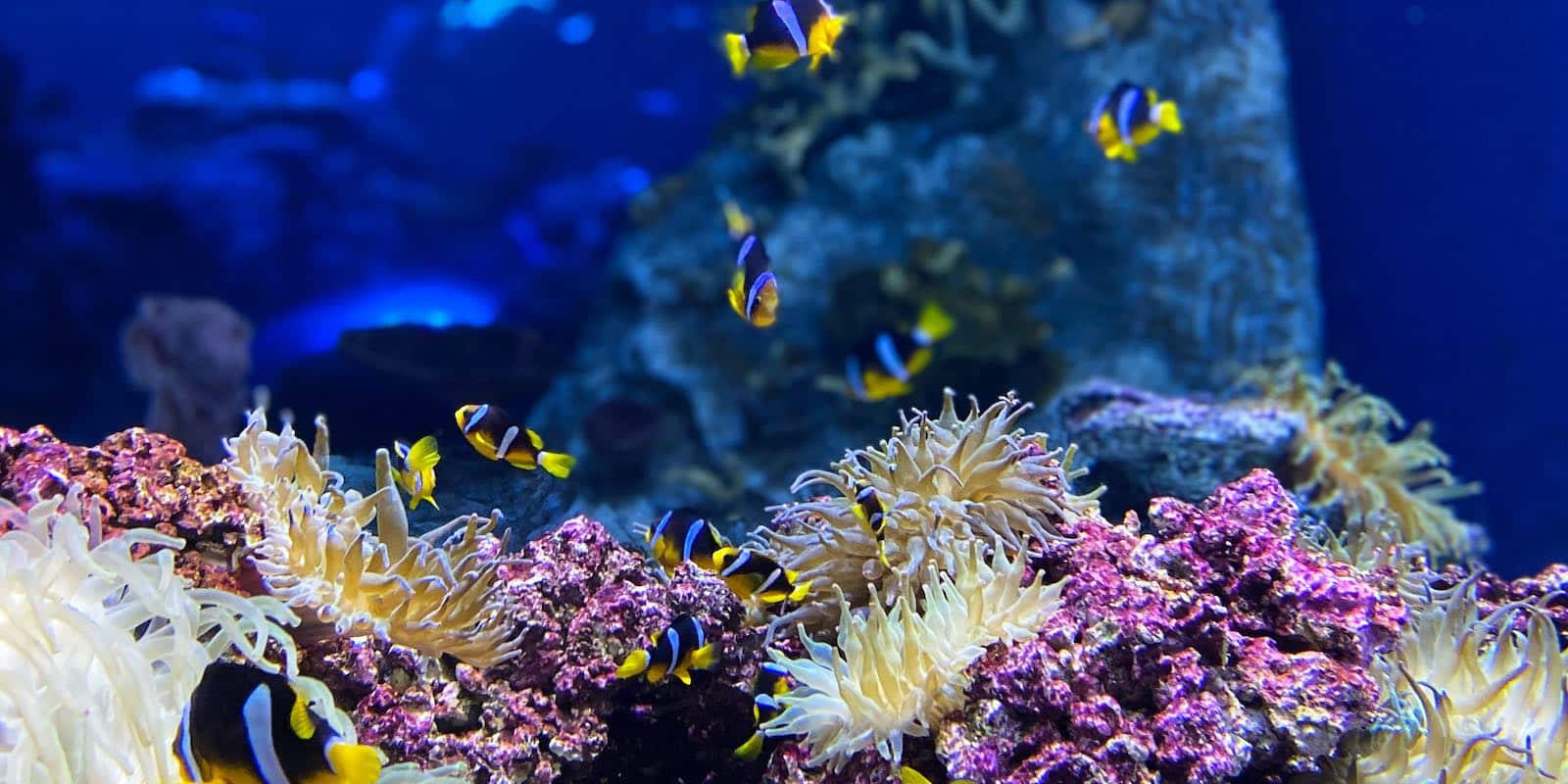 a group of clownfish and colorful coral reef under the sea