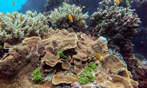 orange fish and coral reefs under the sea