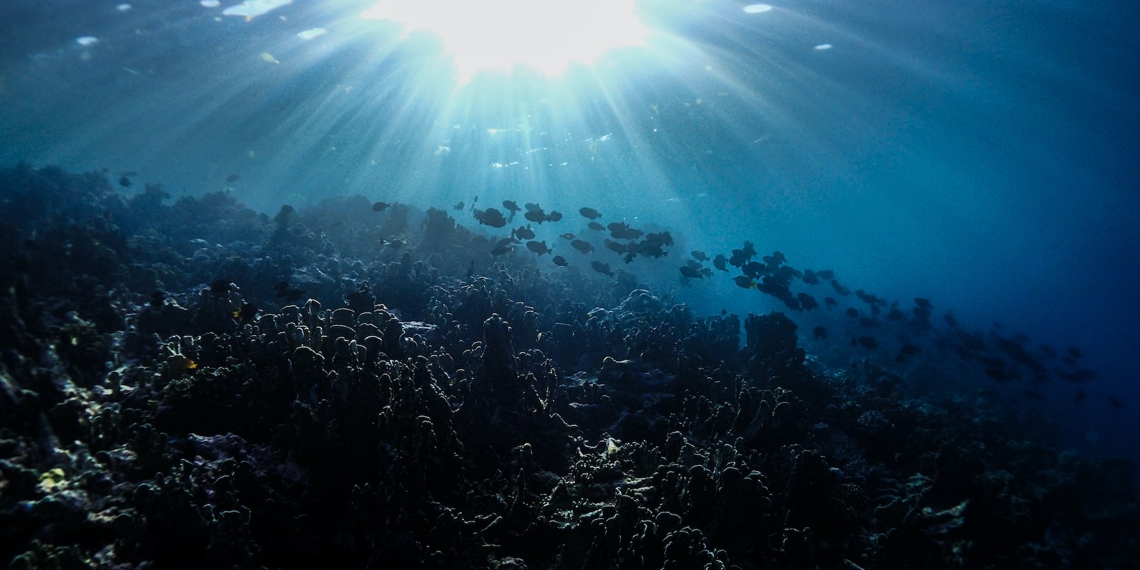 photo of coral reef and school of fish, illuminated by striking sunlight