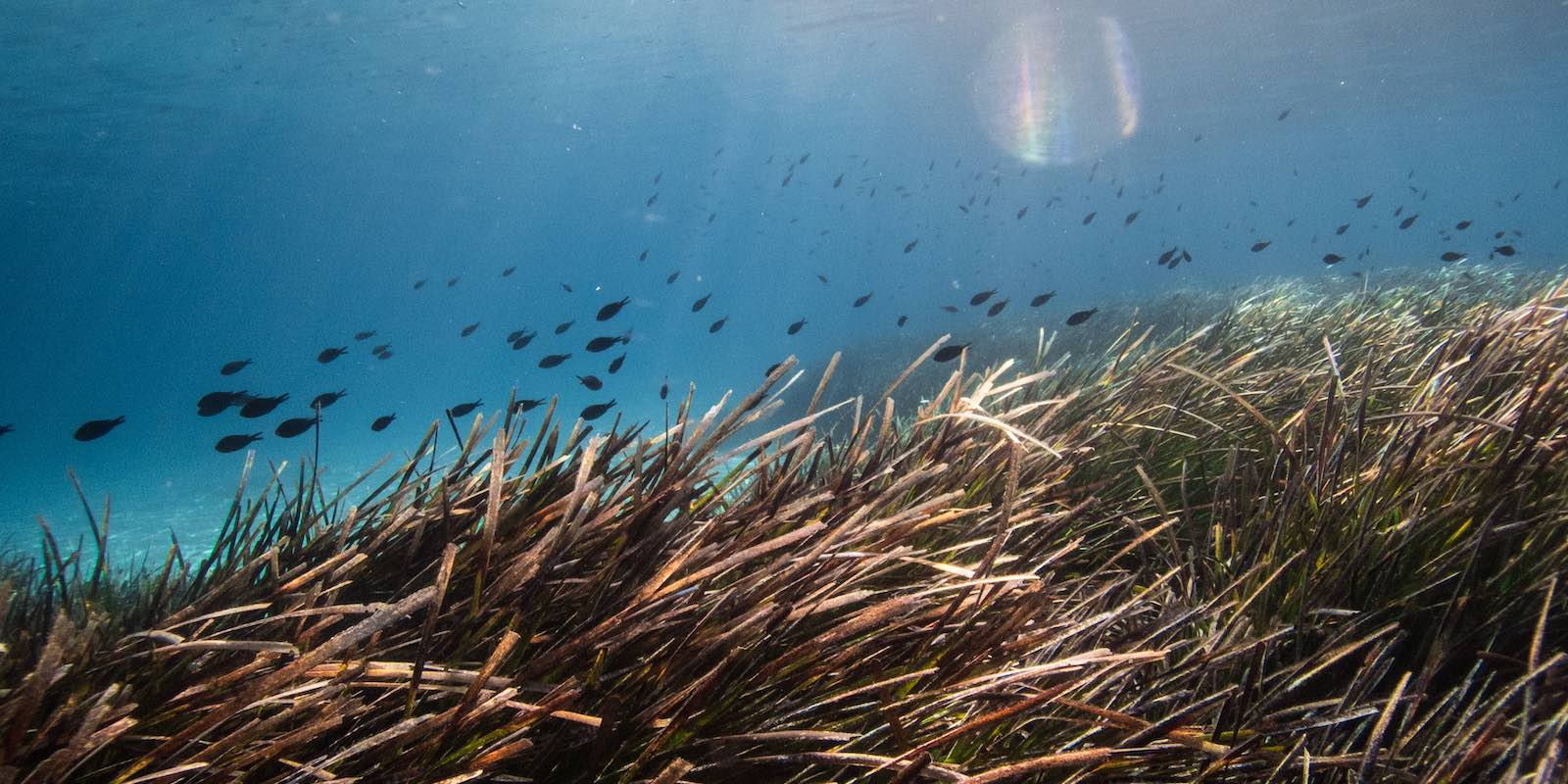 a group of small fishes and seagrass under the blue sea