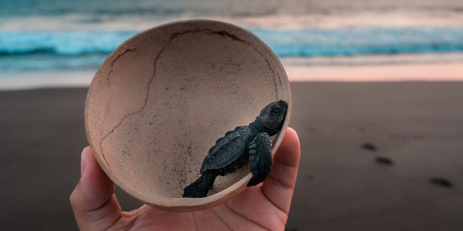a person holding a baby turtle inside a coconut shell with a background of the ocean