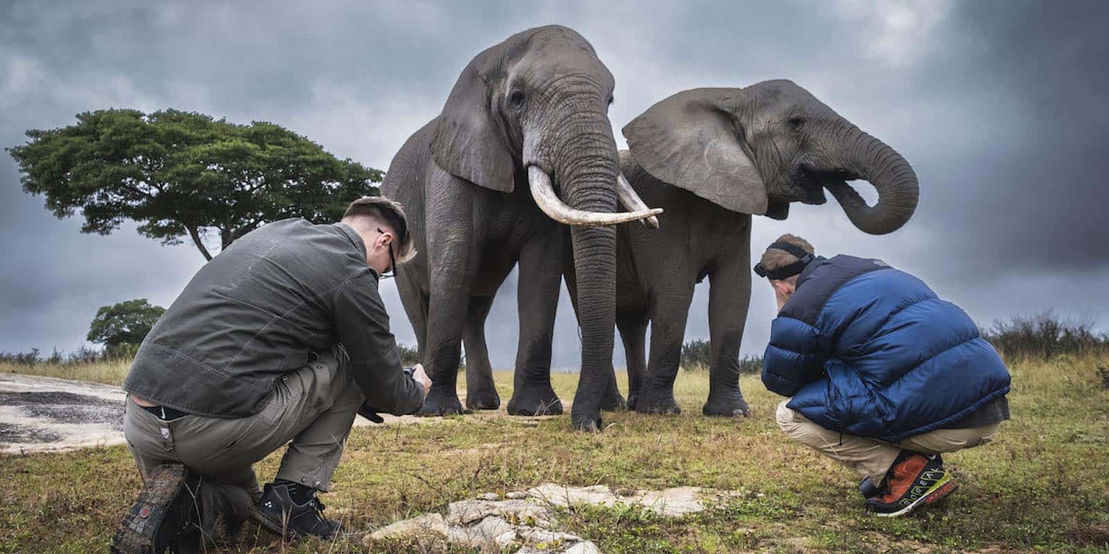 field experts observing the wildlife and elephants in Zimbabwe
