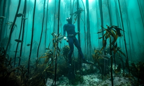 Marine Science field research internship