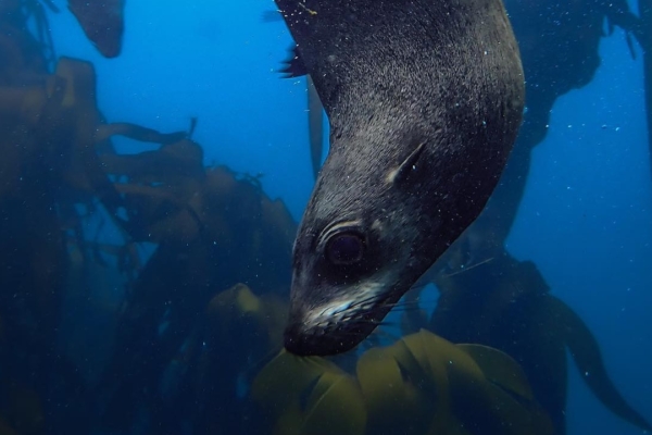 Marine Research assistant