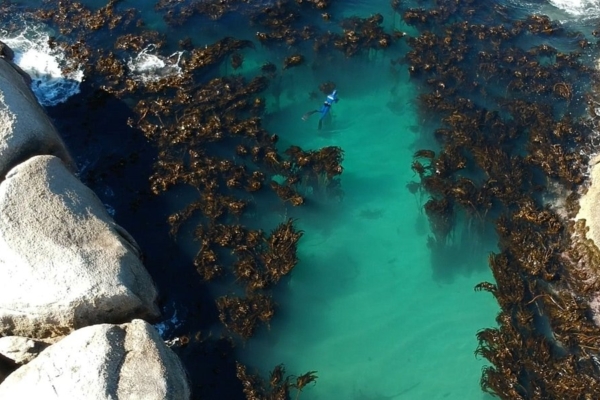 Marine conservation program