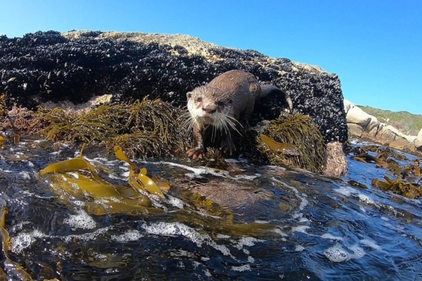 Marine conservation volunteer