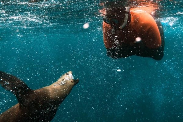 Marine conservation volunteer