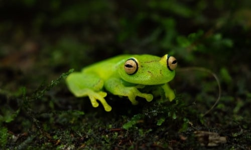 a green frog