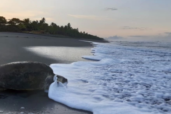 Sea turtle conservation internship