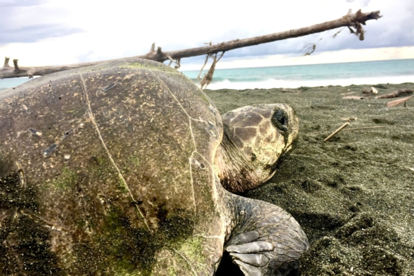 Sea turtle conservation internship