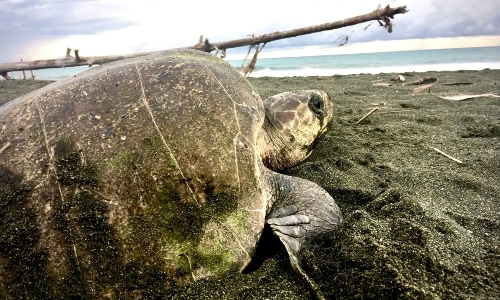 Sea turtle on the beach