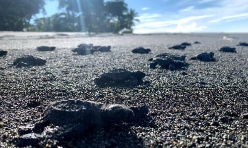 baby sea turtles on the beach